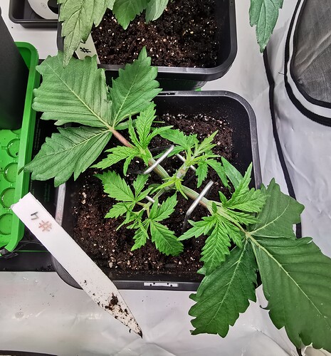 Growreport Bild 7