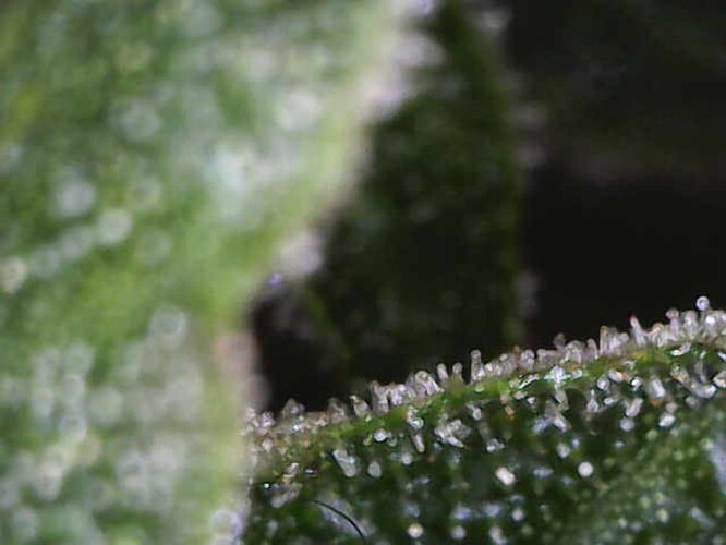 Growreport Bild 2