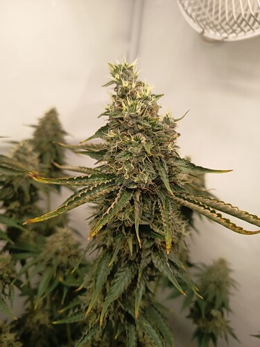 Growreport Bild 46