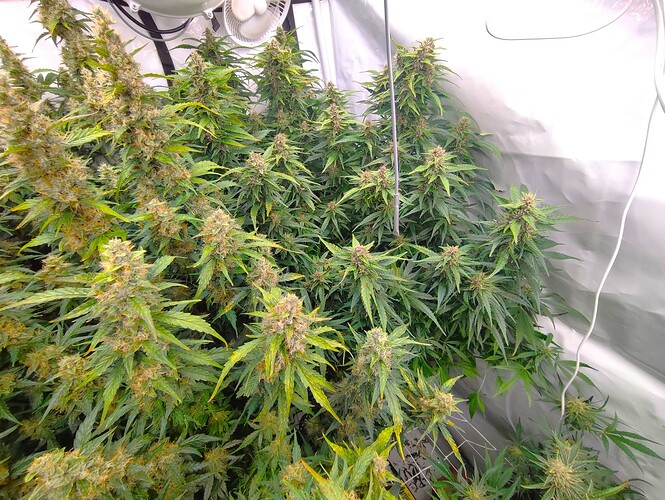 Growreport Bild 17