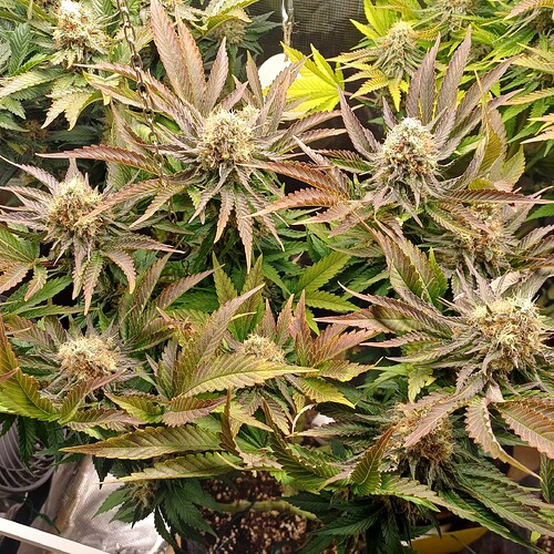 Growreport Bild 4