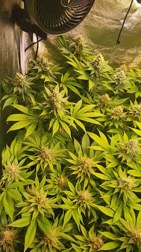 Nahaufnahme einer blühenden Cannabispflanze in einem Growzelt mit sichtbarem Ventilator.