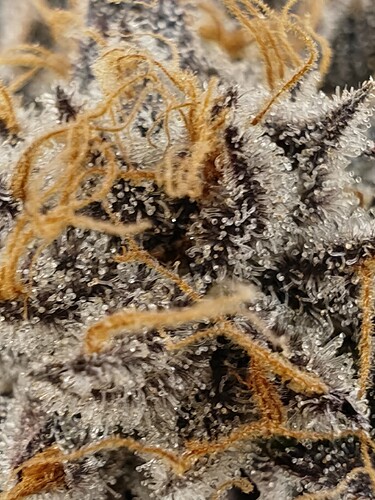 Growreport Bild 74