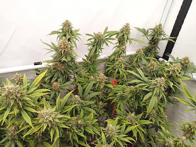 Growreport Bild 15