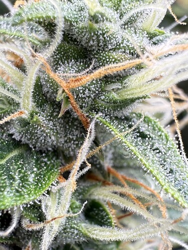 Growreport Bild 8