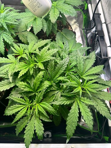 Growreport Bild 25