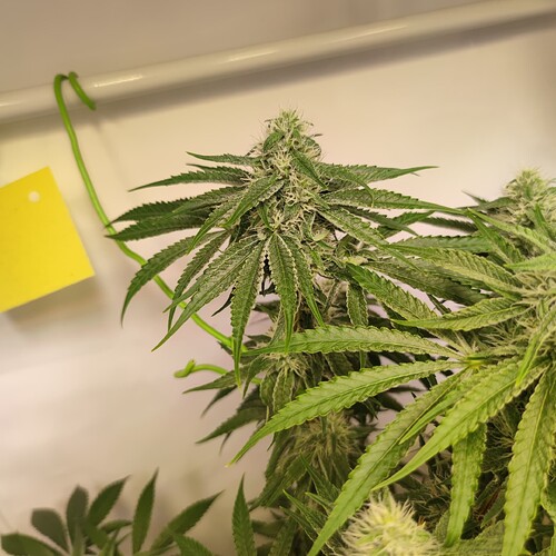 Growreport Bild 19