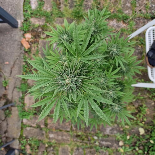 Growreport Bild 5