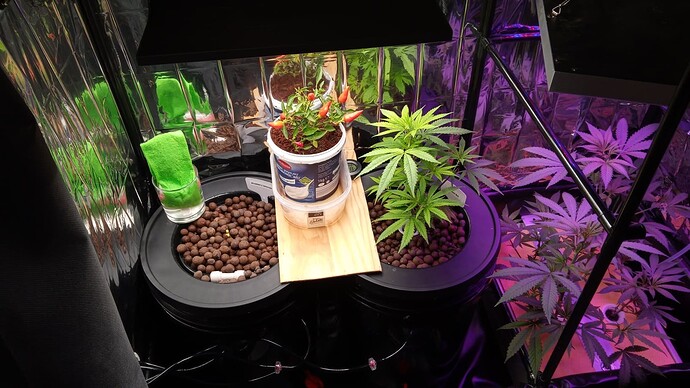 Growreport Bild 15