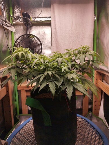 IMG_20241103_193627 - Kopie