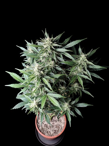 Growreport Bild 27