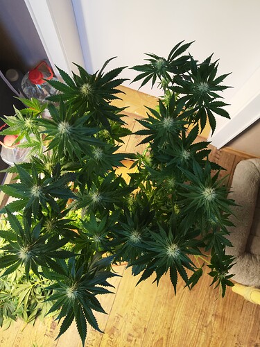 Growreport Bild 5