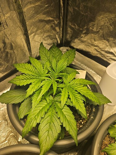 Growreport Bild 19
