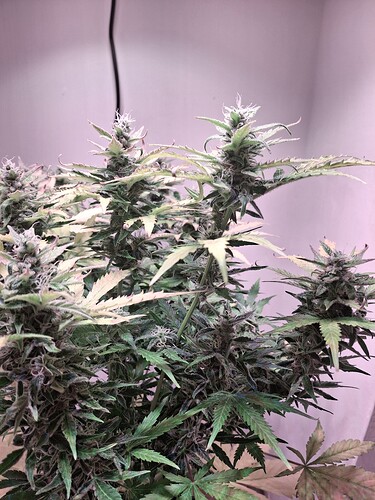 Growreport Bild 1