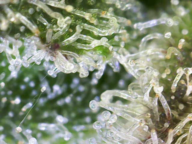 Growreport Bild 1