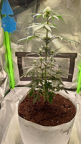 Growreport Bild 11