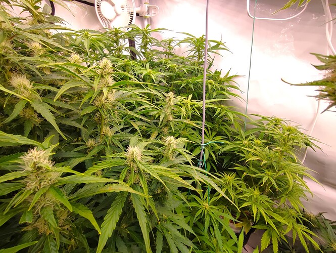 Growreport Bild 83
