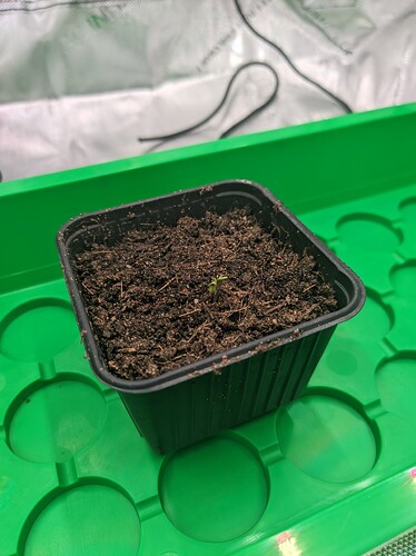 PXL_20240418_101105168.jpg_compressed