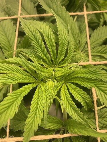 Growreport Bild 21