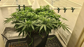 Growreport Bild 41