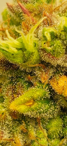 Growreport Bild 9
