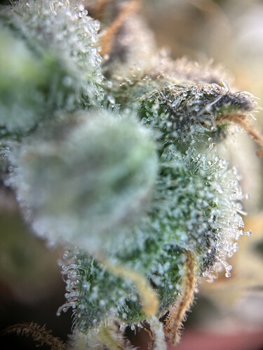 Growreport Bild 37