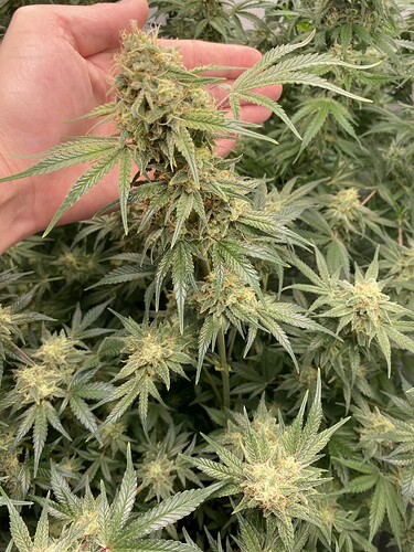 Growreport Bild 7
