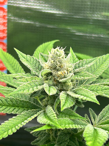 Growreport Bild 8