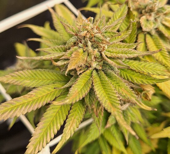 Growreport Bild 2