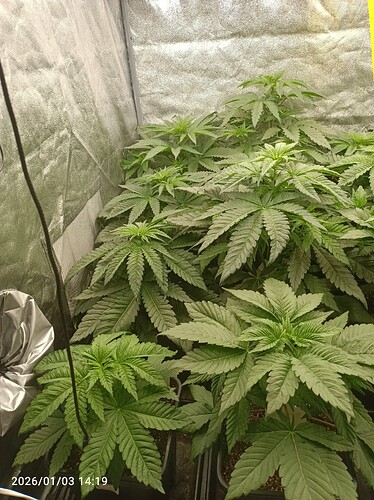 Growreport Bild 17