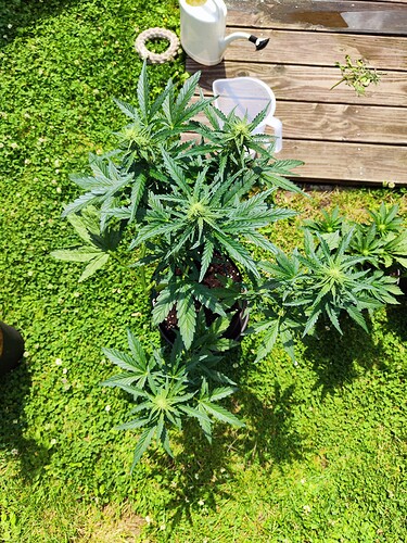 Growreport Bild 3
