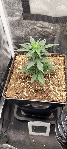 Growreport Bild 15