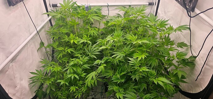 Growreport Bild 13