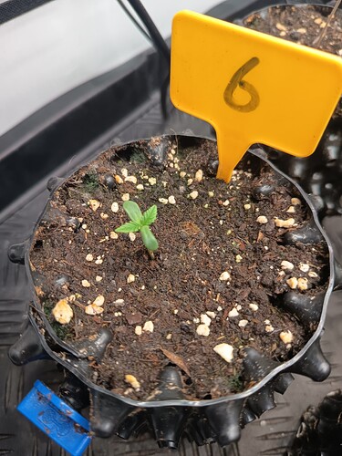 Growreport Bild 34
