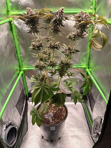 Growreport Bild 31