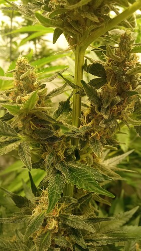 Growreport Bild 6