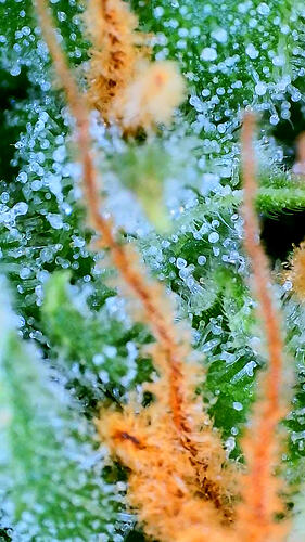 Nahaufnahme von Trichomen auf einer Cannabis-Blüte, die überwiegend milchig erscheinen.