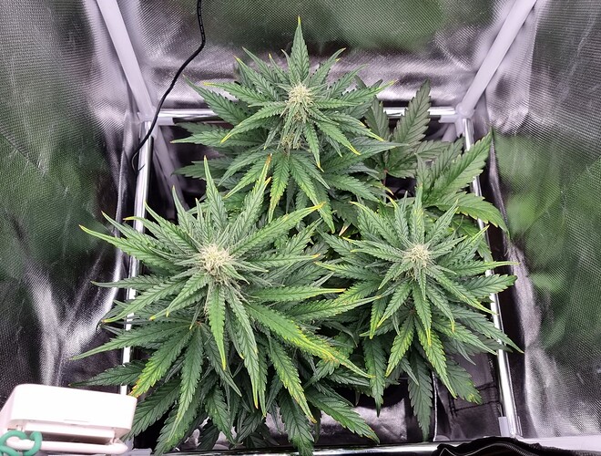Growreport Bild 2