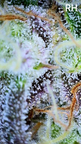 Growreport Bild 3
