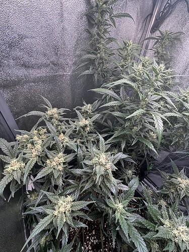 Growreport Bild 2