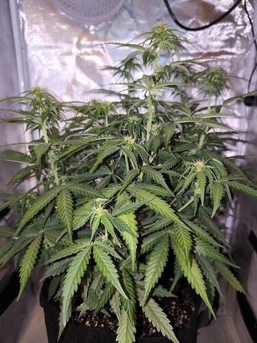 Growreport Bild 17