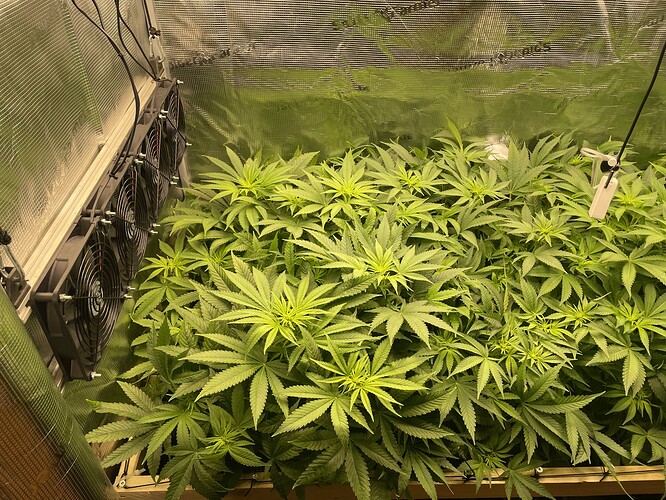 Eine Growbox mit mehreren Pflanzen, die sich im Wuchs befinden. An der linken Wand sind mehrere Lüfter montiert.