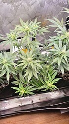 Growreport Bild 44