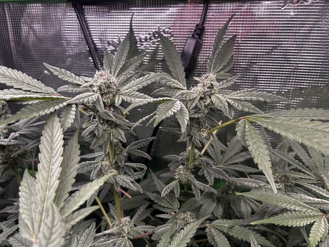 Growreport Bild 2