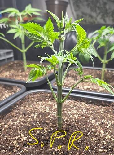 Growreport Bild 10