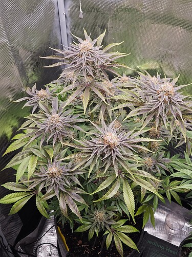 Growreport Bild 2
