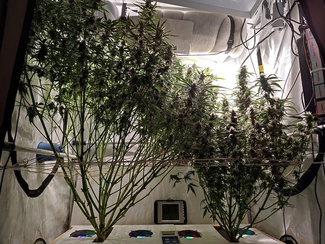 Growreport Bild 9