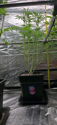 Growreport Bild 38