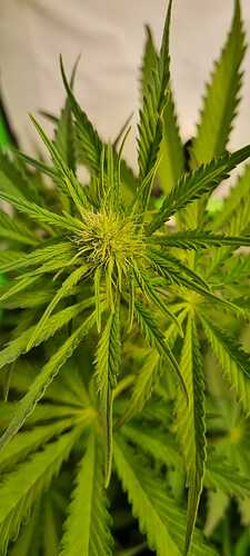 Growreport Bild 13