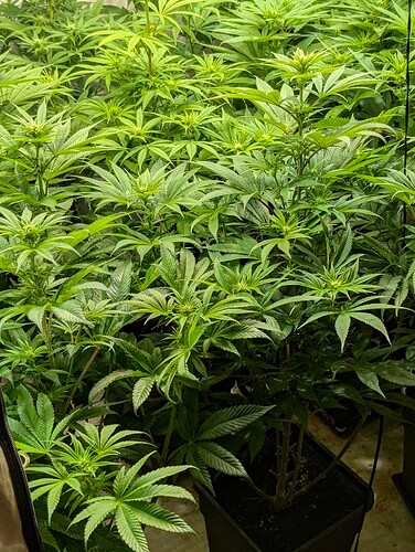 PXL_20250529_132521409